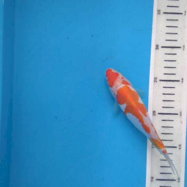 Kohaku doit 18cm