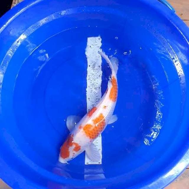 Kohaku Jumbo