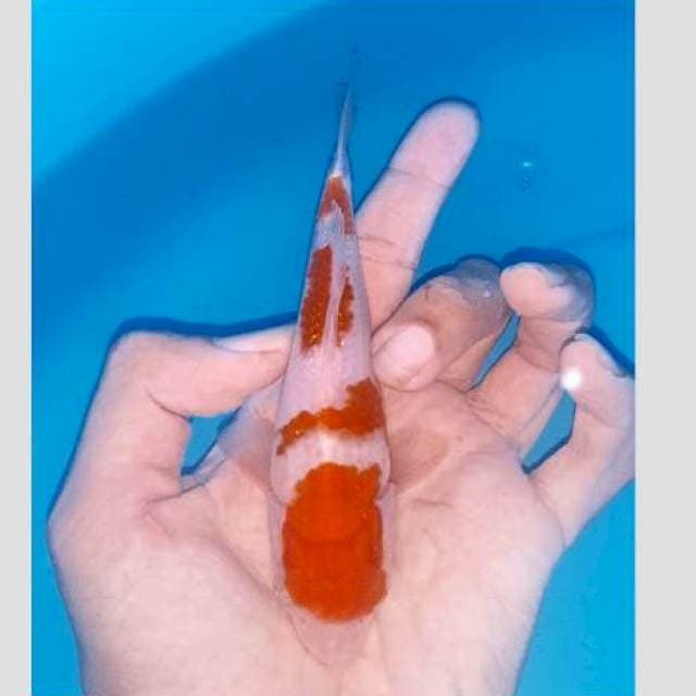 Kohaku 20bu bulky