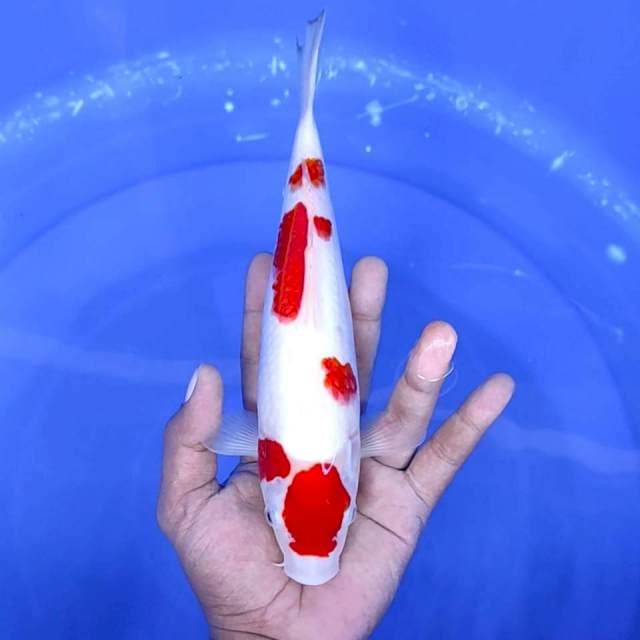 2. Maruten Kohaku || 25 cm
