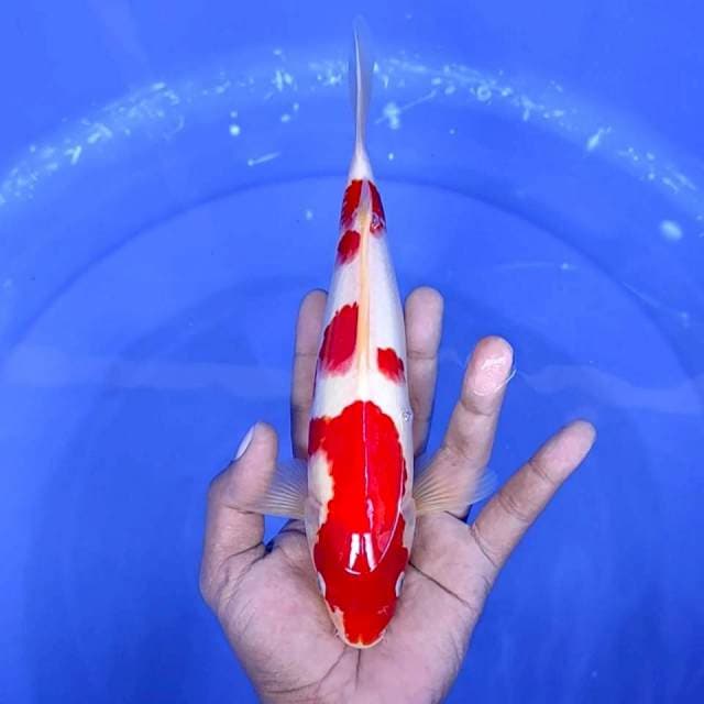 3. Kohaku || 25 cm || Jantan