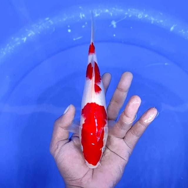5. Kohaku || 22 cm