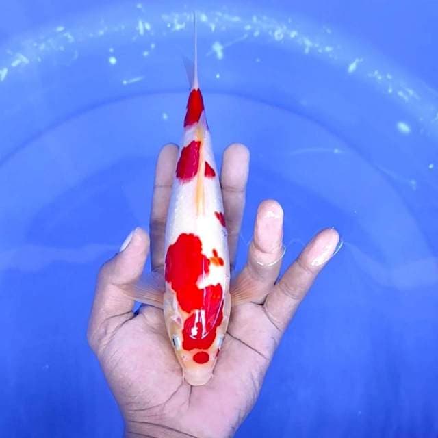 8. Kohaku || 22 cm || Jantan