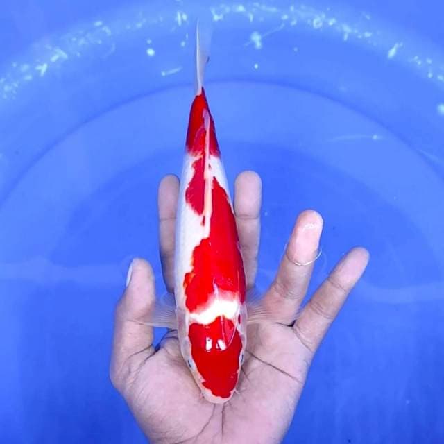 9. Kohaku || 24 cm || Jantan