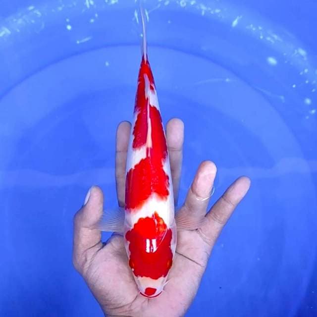 11. Kohaku || 26 cm