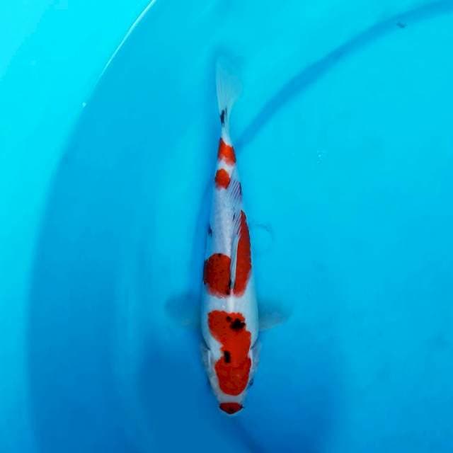 Sanke 24 cm