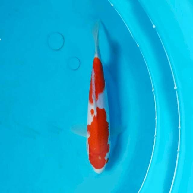 Kohaku 24 cm