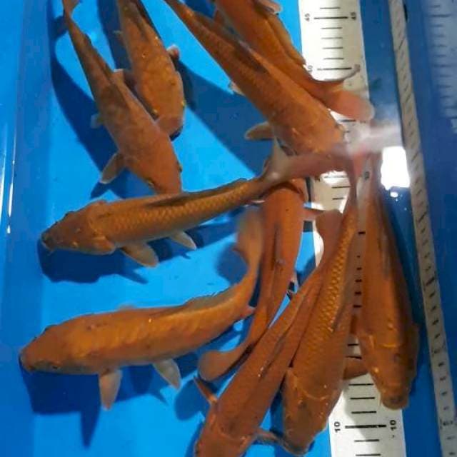 CHAGOI CALON JUMBO 21-24 CM 10 EKOR