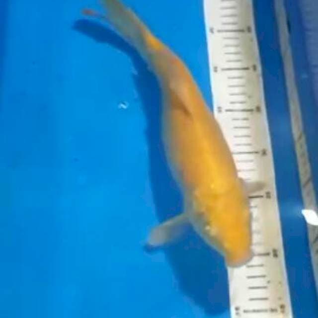 karasi 33cm