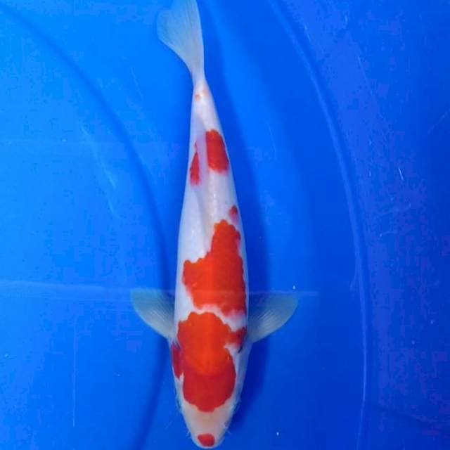 kohaku 25