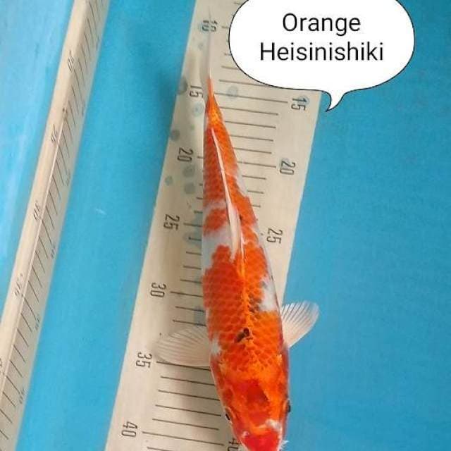 Orange Heisei Nishiki