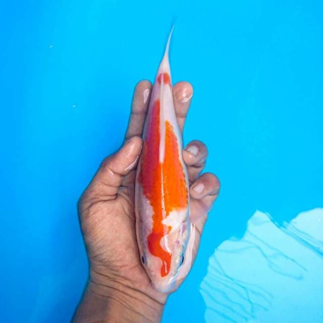 kohaku 20 cm