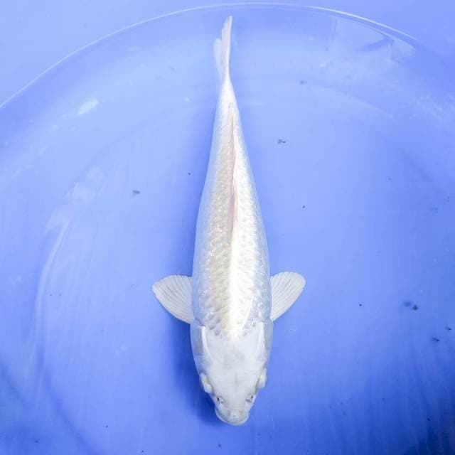 PLATINUM GINDRIN MALE 35CM