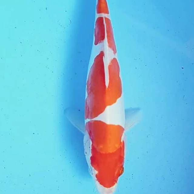 Kohako doit 24cm