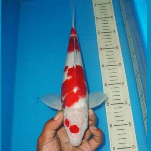 KOHAKU TOTOL TOTOL