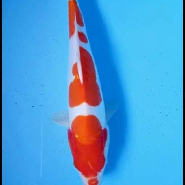 Kohaku doit 29cm