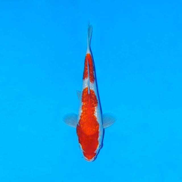 Kohaku ginrin