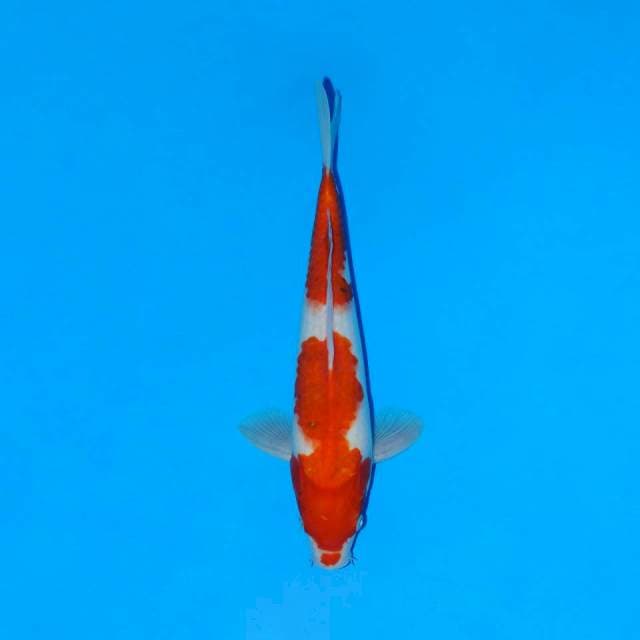Kohaku