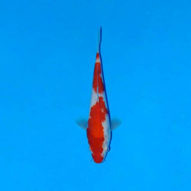 Kohaku merah