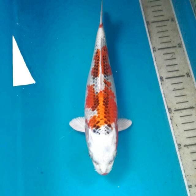 Kujaku, 25 cm