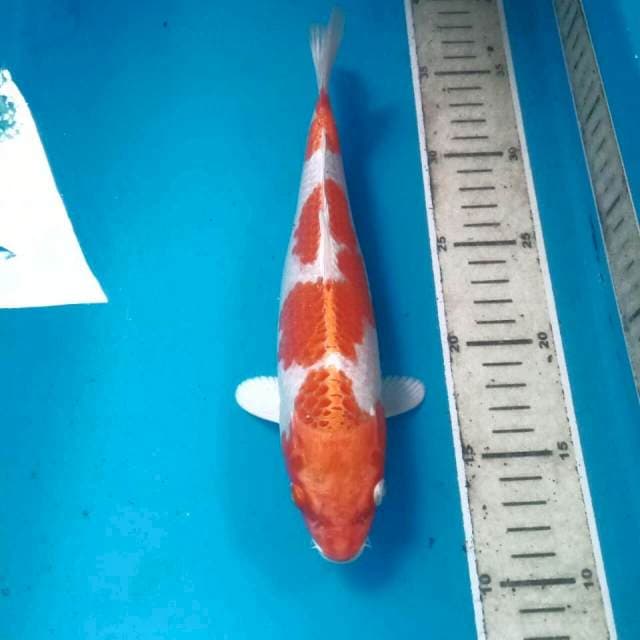 Sakura Ogon, 25 cm