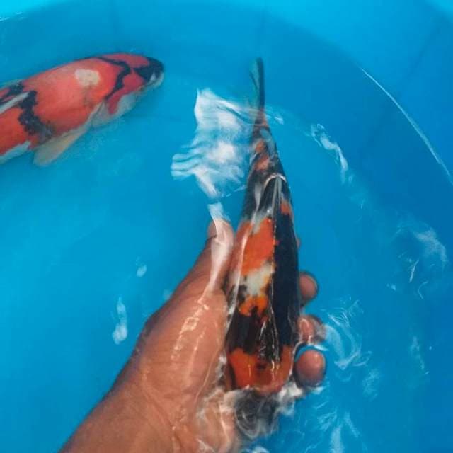 Showa 25 cm up