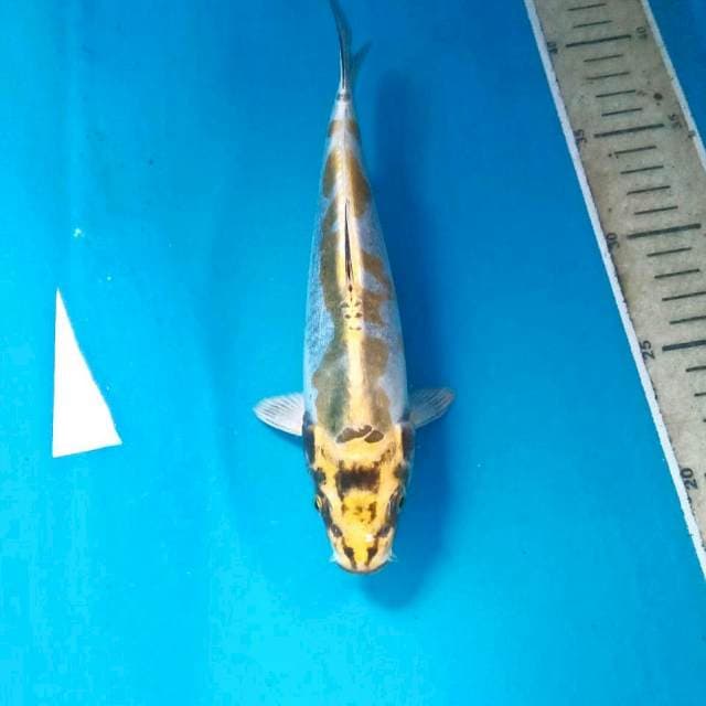 Kikokuryu, 24 cm