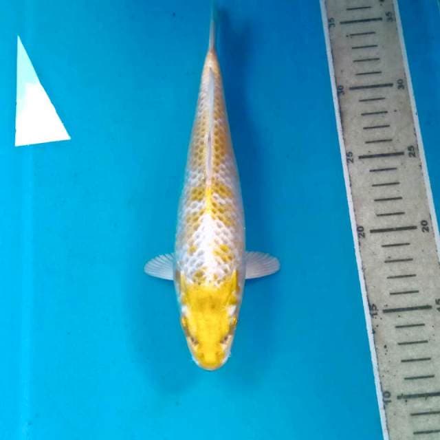 Hariwake, 24 cm