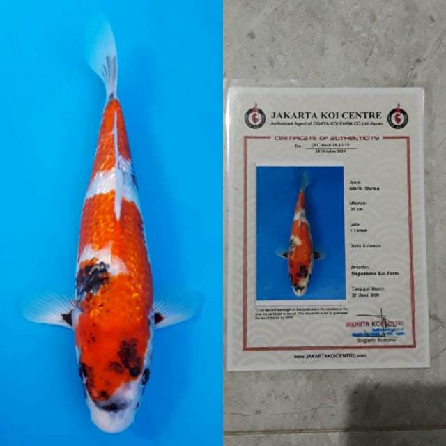 Nagashima ginrin showa 36cm certy