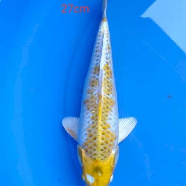 hariwake