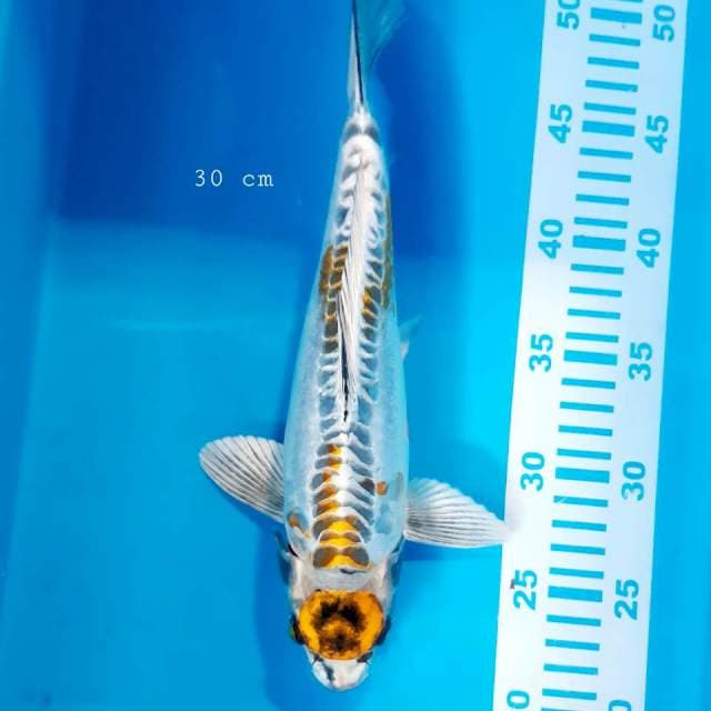 Maruten kikko 30 cm male