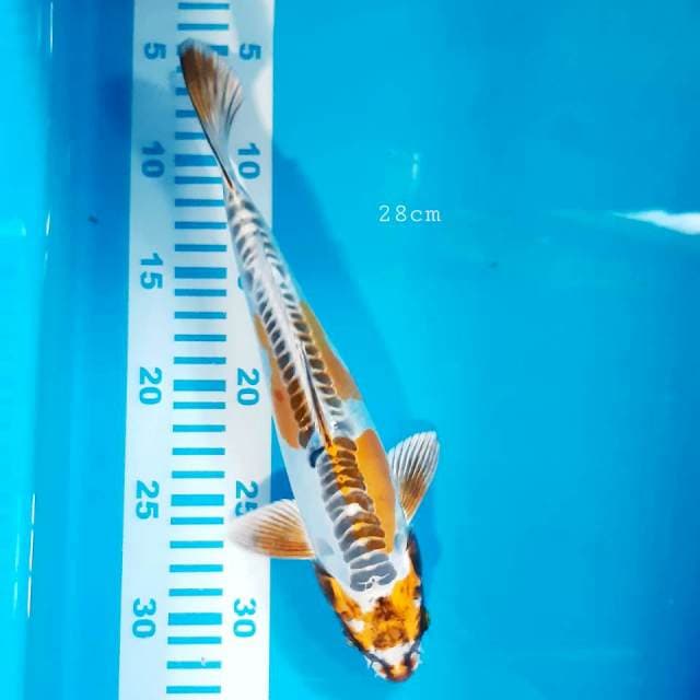 Kikko halus