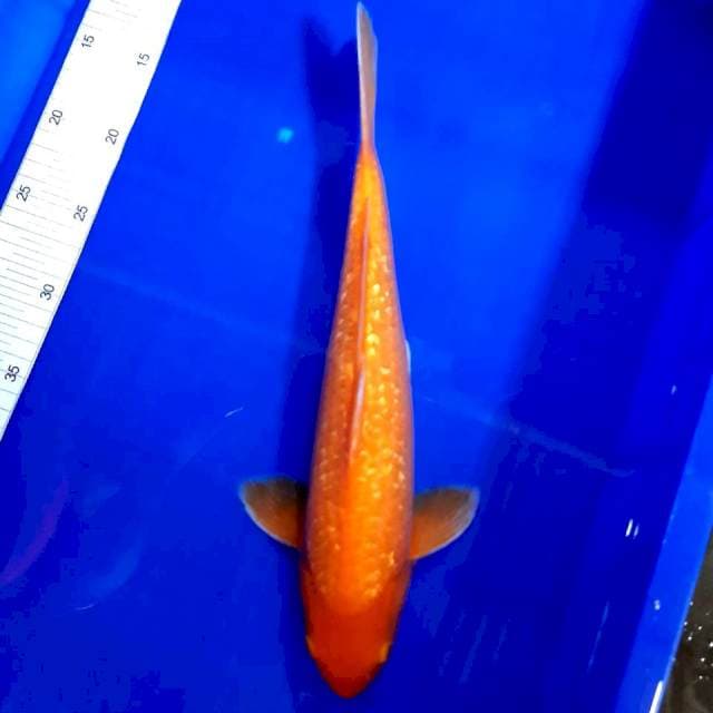 Red karashi 37 cm mata merah male