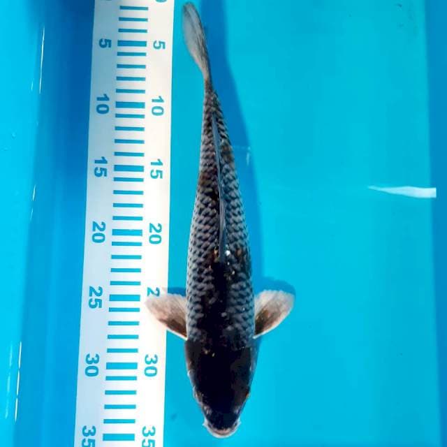 Ochiba 31 cm