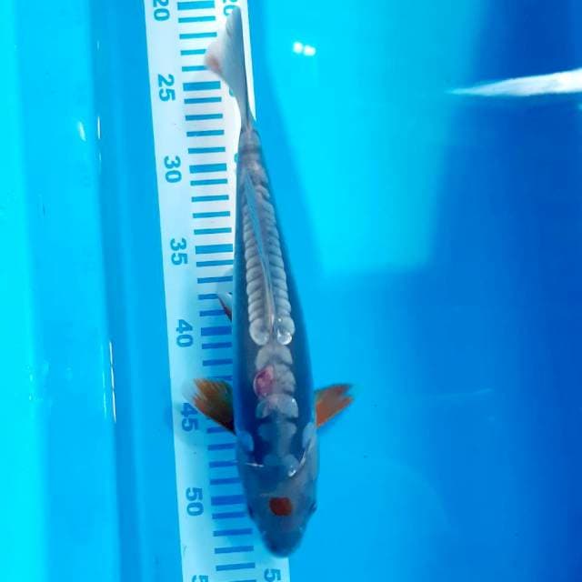 Tancho antik 30 cm