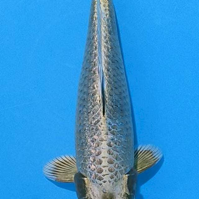 Mukashi ginrin.35cm male prospek jumbo.