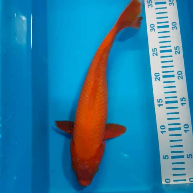 Benigoi tembus 37 cm
