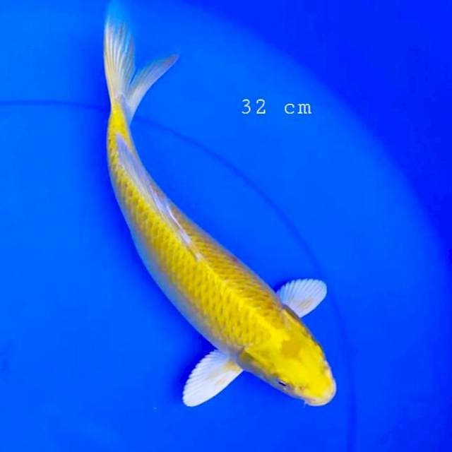 Yamabuki 32cm