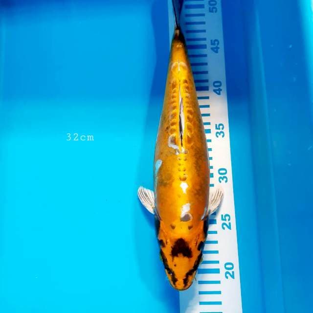 Kikko halus 32 cm