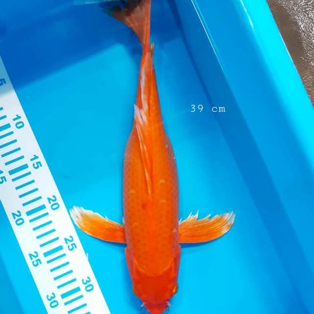 Orenji kumpay 39 cm