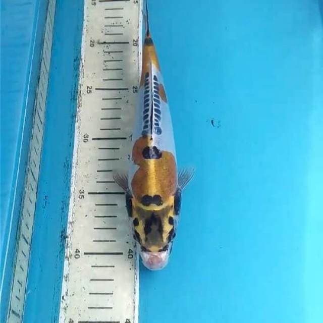 Kikokuryu 24cm