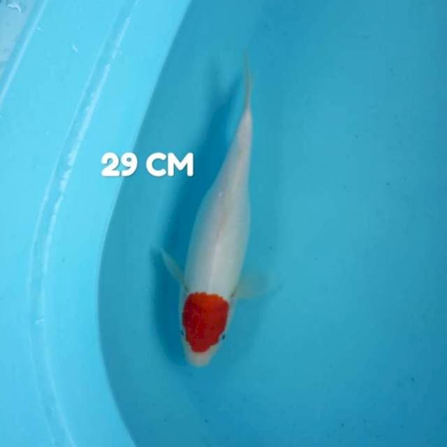 Thancho kohaku ORI 29 cm
