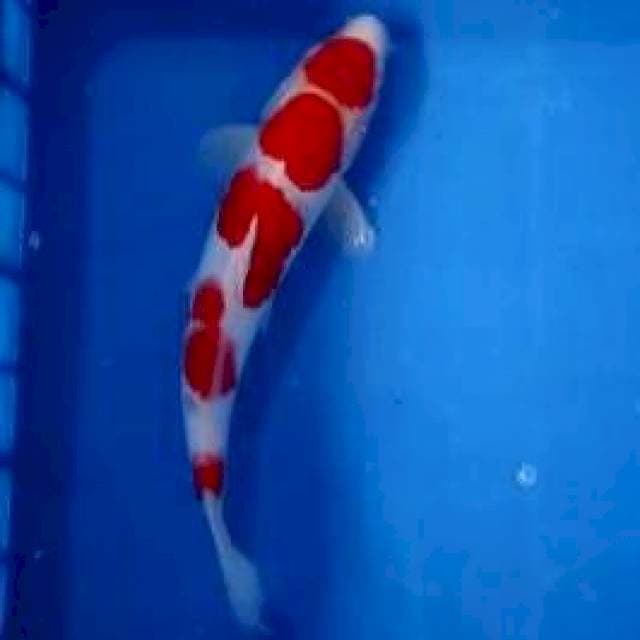 MARUTEN KOHAKU PEDESSSS....