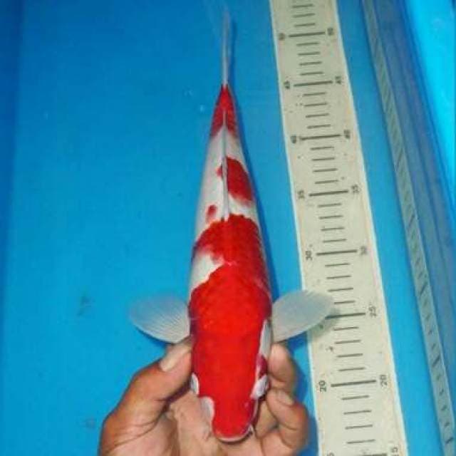 KOHAKU RED DEVIL