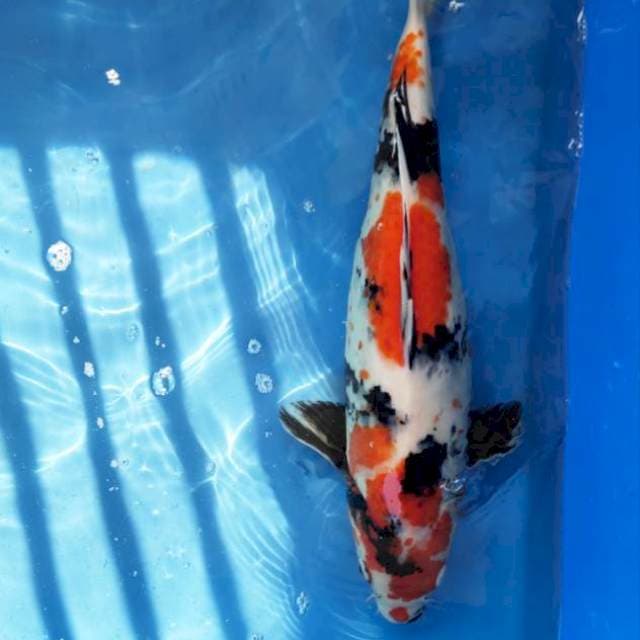 Showa 49 cm
