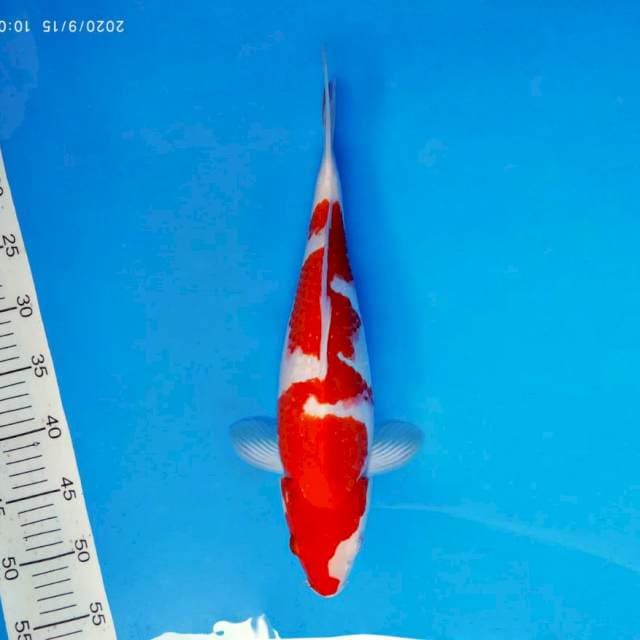 AKAI 16 - INAZUMA KOHAKU ®