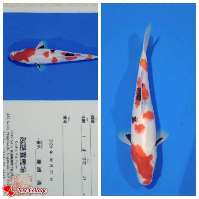 Showa import lengkap serty breder