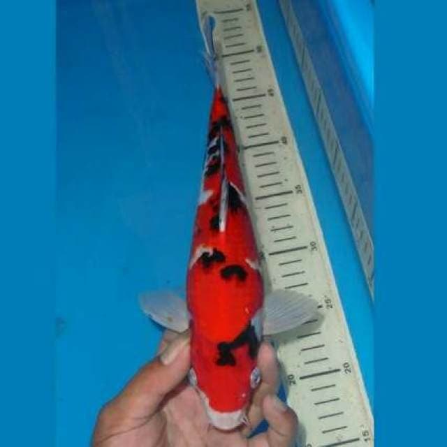 SANKE DALMATION