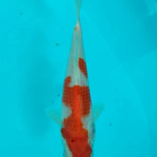 Kohaku