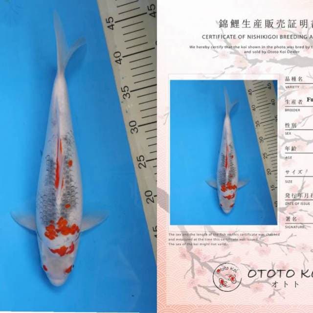 Kawarimono fukuzawa serti